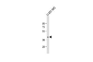 Anti-PNPLA5 Antibody (Center) at 1:2000 dilution + U-251 MG whole cell lysate Lysates/proteins at 20 μg per lane. (PNPLA5 Antikörper  (AA 138-168))