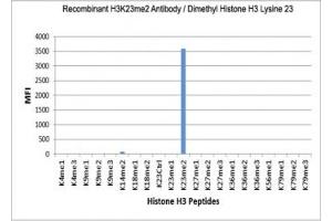 The recombinant H3K23me2 antibody specifically reacts to Histone H3 dimethylated at Lysine 23 (K23me2).