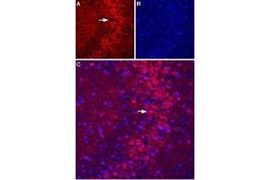 Expression of mGluR5 in rat hippocampus - Immunohistochemical staining of perfusion-fixed frozen rat hippocampus sections using Anti-mGluR5 (extracellular)-ATTO Fluor-594 Antibody (ABIN7043251), (1:50).