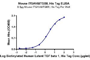 Immobilized Mouse ITGAV&ITGB8, His Tag at 5 μg/mL (100 μL/Well) on the plate. (Integrin alpha V beta 8 (ITGAV & ITGB8) Heterodimer (AA 31-988) protein (His tag))