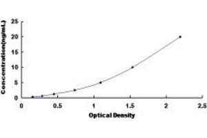 GJB1 ELISA Kit