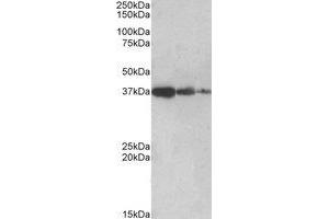 Image no. 1 for anti-Protein Phosphatase 2A Activator, Regulatory Subunit 4 (PPP2R4) (C-Term) antibody (ABIN452430) (PPP2R4 Antikörper  (C-Term))