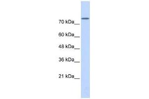 PLD2 antibody used at 5 ug/ml to detect target protein. (Phospholipase D2 Antikörper  (Middle Region))
