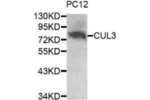 Western blot analysis of extracts of PC12 cell line, using CUL3 antibody.