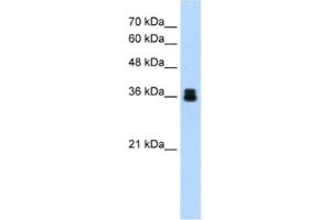 Western Blotting (WB) image for anti-Pirin (PIR) antibody (ABIN2460779) (Pirin Antikörper)