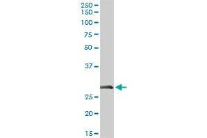 ELA3A MaxPab rabbit polyclonal antibody. (Elastase 3A Antikörper  (AA 1-270))