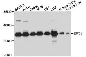 Western blot analysis of extracts of various cell lines, using EIF3J antibody. (EIF3S1 Antikörper  (AA 1-258))