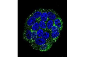 Confocal immunofluorescent analysis of SELV Antibody (C-term) (ABIN655287 and ABIN2844877) with Hela cell followed by Alexa Fluor 488-conjugated goat anti-rabbit lgG (green). (Selenoprotein V Antikörper  (C-Term))