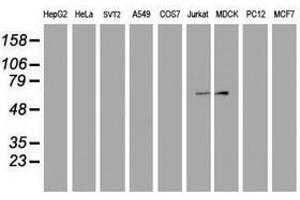Image no. 2 for anti-F-Box Protein 31 (FBXO31) antibody (ABIN1498239) (FBXO31 Antikörper)
