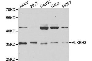 Western blot analysis of extracts of various cell lines, using ALKBH3 antibody. (ALKBH3 Antikörper)