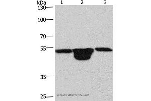 Western blot analysis of Hela cell,  mouse muscle and kidney tissue, using PLEKHO1 Polyclonal Antibody at dilution of 1:200 (PLEKHO1 Antikörper)