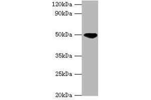 Western blot All lanes: IDH2 antibody at 5 μg/mL + Hela whole cell lysate Secondary Goat polyclonal to rabbit IgG at 1/10000 dilution Predicted band size: 51, 46 kDa Observed band size: 51 kDa (IDH2 Antikörper  (AA 193-452))