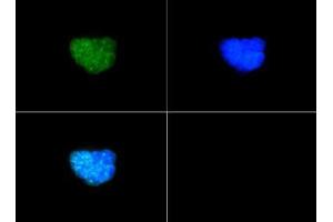 Immunofluorescence of Rabbit Anti-Histone H3 [p Thr6, Dimethyl Lys9] Antibody. (Histone 3 Antikörper  (H3K9me2, pThr6))