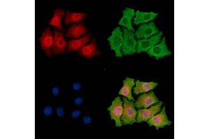 ABIN7095883 and ABIN7099945 staining HepG2 cells by IF/ICC. (PHRF1 Antikörper)