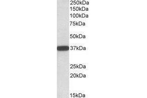 AP23662PU-N Cyb5r3 antibody staining of Human Umbilical Cord lysate at 0.