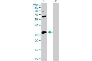 Western Blot analysis of BCL2L1 expression in transfected 293T cell line by BCL2L1 MaxPab polyclonal antibody. (BCL2L1 Antikörper  (AA 1-233))