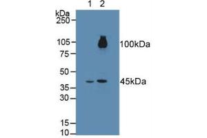 Figure. (FGFRL1 Antikörper  (AA 164-368))
