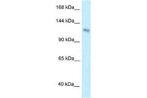 Western Blot showing PLEKHA7 antibody used at a concentration of 1.