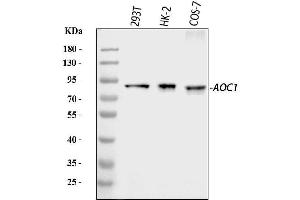 Western blot analysis of ABP1/AOC1 using anti-ABP1/AOC1 antibody (ABIN4886460).
