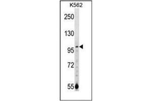 Western blot analysis of NARG1 Antibody (N-term) in K562 cell line lysates (35ug/lane). (NAA15 Antikörper  (N-Term))