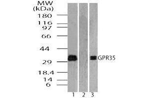 Image no. 1 for anti-G Protein-Coupled Receptor 35 (GPR35) (AA 275-325) antibody (ABIN960192) (GPR35 Antikörper  (AA 275-325))