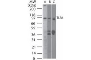 TLR4 Western Blot. (TLR4 Antikörper)
