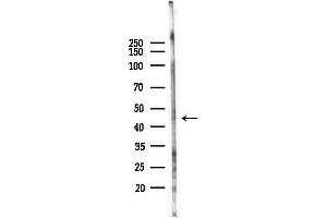 Western blot analysis of lysates from Rat lung, using PIGK Antibody at 1/1000 dilution.