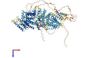 AlphaFold protein structure predicition of Mouse Recombinant Ttc41 Protein, UniprotID Q692V3 (Ttc41/Gnn Protein (AA 1-1318) (His tag))