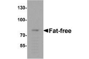 Western blot analysis of Fat-free in mouse brain tissue lysate with Fat-free Antibody  at 1 μg/ml. (VPS51 Antikörper  (C-Term))