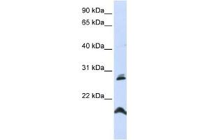 SPATA9 antibody used at 1 ug/ml to detect target protein. (SPATA9 Antikörper  (N-Term))