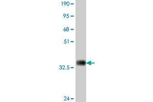 Western Blotting (WB) image for anti-Low Density Lipoprotein Receptor-Related Protein 8, Apolipoprotein E Receptor (LRP8) (AA 83-170) antibody (ABIN563473)