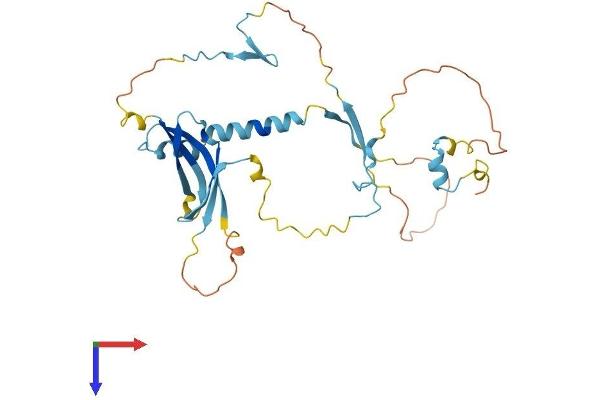 SLC7A6OS Protein (AA 1-309) (His tag)