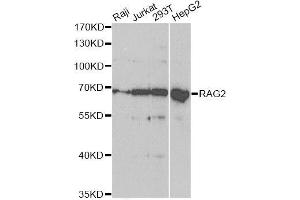 Western blot analysis of extracts of various cell lines, using RAG2 antibody (ABIN5973278) at 1/1000 dilution. (RAG2 Antikörper)
