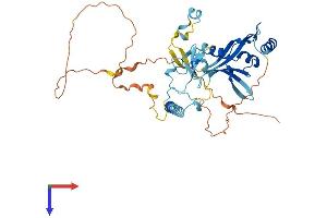 RASSF5 Protein (AA 1-413) (His tag)