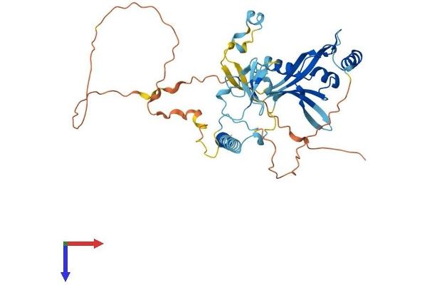 RASSF5 Protein (AA 1-413) (His tag)