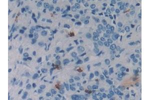 Immunohistochemistry (IHC) image for anti-Regenerating Islet Derived Protein 3 gamma (REG3g) (AA 39-175) antibody (ABIN7435838)