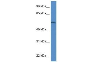 Western Blot showing Arsb antibody used at a concentration of 1. (Arylsulfatase B Antikörper  (Middle Region))