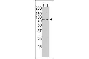 The PLK2 polyclonal antibody  is used in Western blot to detect PLK2 in PMA-treated Pam212 cell lysate (lane 1) and rat testis tissue lysate (lane 2) . (PLK2 Antikörper  (C-Term))