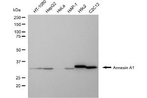 Western blotting analysis using annexin A1 antibody (ABIN7797613). (Annexin a1 Antikörper)