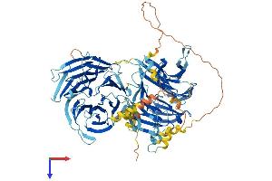 AlphaFold protein structure predicition of Human Recombinant WDR75 Protein, UniprotID Q8IWA0