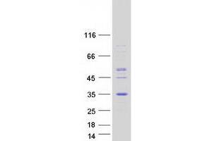 Validation with Western Blot (MFAP2 Protein (Transcript Variant 1) (Myc-DYKDDDDK Tag))