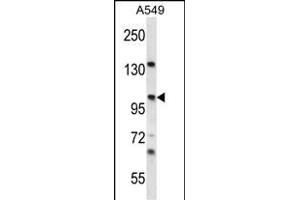 UNC45A Antibody (N-term) (ABIN656759 and ABIN2845980) western blot analysis in A549 cell line lysates (35 μg/lane).