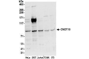anti-CCR4-NOT Transcription Complex, Subunit 10 (CNOT10) (AA 600-650) antibody