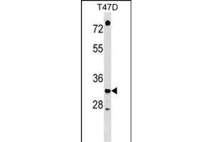 TSFM Antibody (C-term) (ABIN1536949 and ABIN2848575) western blot analysis in T47D cell line lysates (35 μg/lane). (TSFM Antikörper  (C-Term))