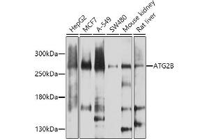 Western blot analysis of extracts of various cell lines, using B antibody (ABIN6133272, ABIN6137254, ABIN6137255 and ABIN6224581) at 1:1000 dilution. (ATG2B Antikörper  (AA 1360-1600))