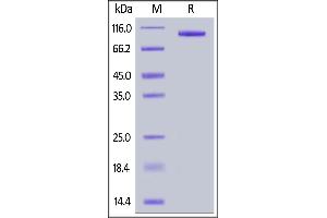 LRRC32 Protein (AA 20-627) (Fc Tag)