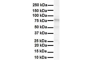Western Blotting (WB) image for anti-Potassium Voltage-Gated Channel, Shaw-Related Subfamily, Member 3 (KCNC3) (Middle Region) antibody (ABIN2776169)