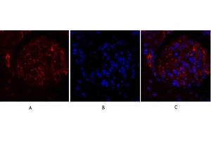 Immunofluorescence analysis of rat kidney tissue.