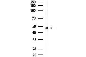 anti-Tripartite Motif Containing 31 (TRIM31) (Internal Region) antibody