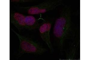 Image no. 1 for anti-H2A Histone Family, Member X (H2AFX) (Ser139) antibody (ABIN197524) (H2AFX Antikörper  (Ser139))